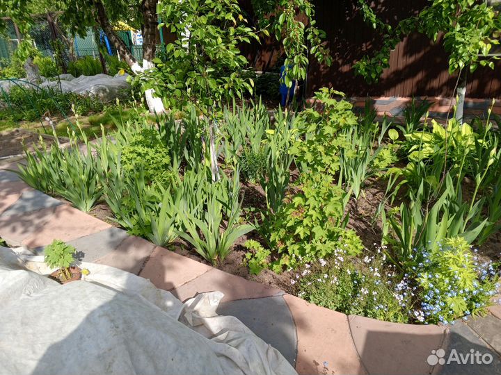 Домашние цветы