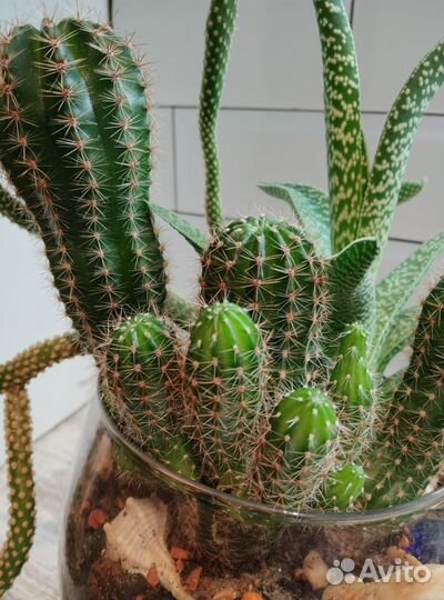 Флорариум из суккулентов