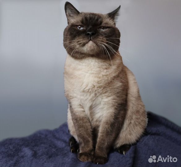 Брутальный мачо