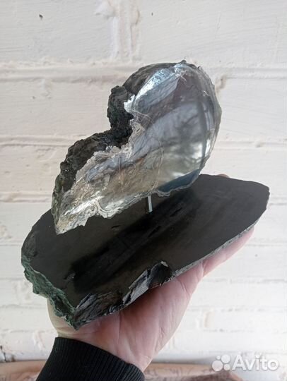 Спил аммонита на окаменелом дереве