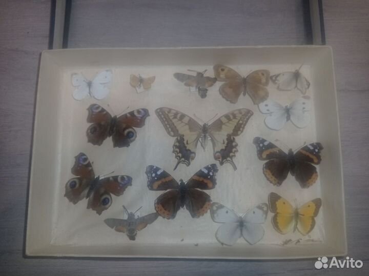 Коллекция бабочек советского времени