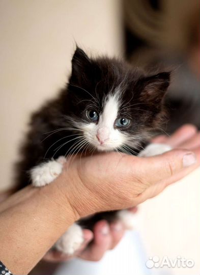 Пушистый котенок 1,5 месяца бесплатно