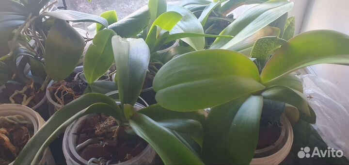 Орхидея фаленопсис