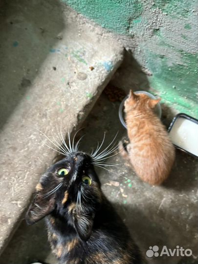 Рыжий котенок в добрые руки