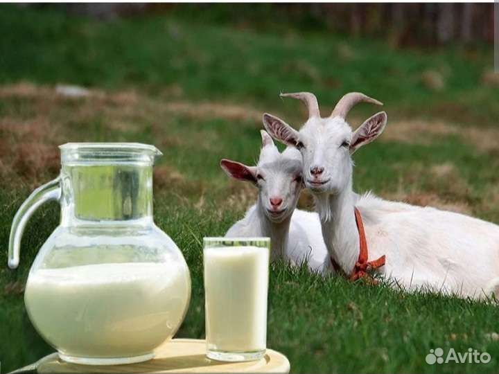 Козье молоко
