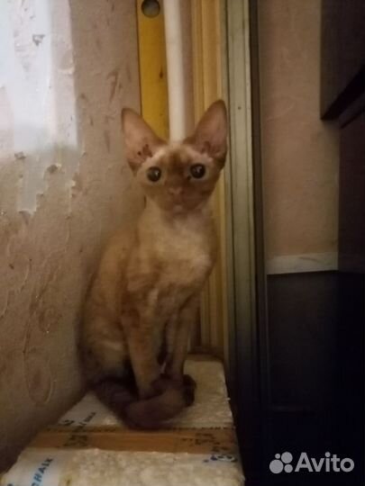 Девон рекс
