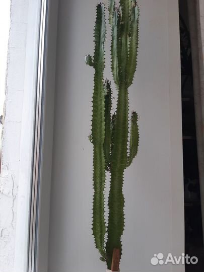 Монстера, алоэ