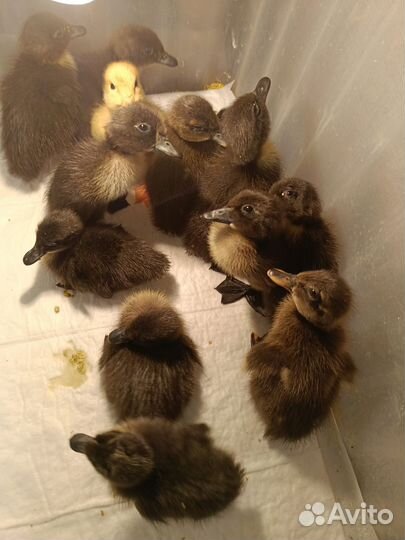 Утята индийского бегунка, инкубационное яйцо