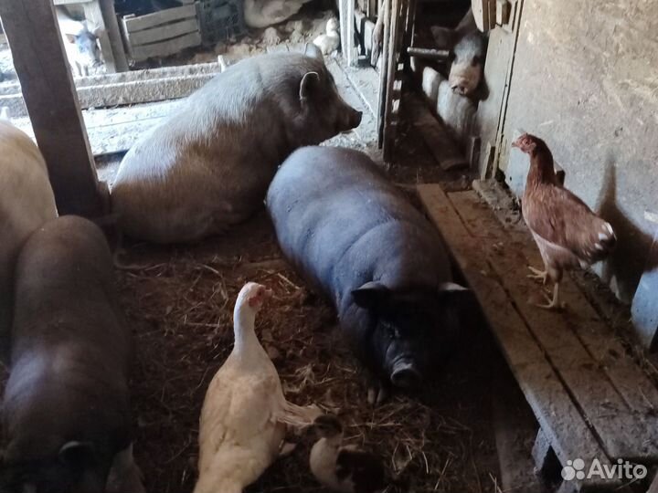 Вислобрюхие свиньи