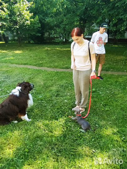 Дрессировка собак. Кинолог. Москва- Тушино