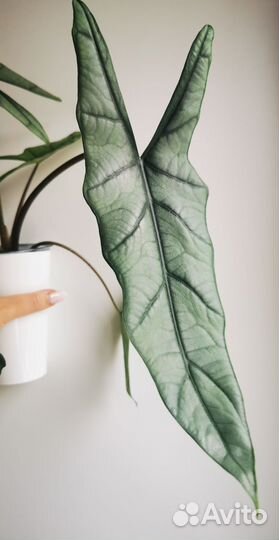 Алоказия Хетерофилла