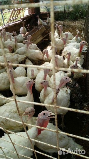 Индюки подрощенные