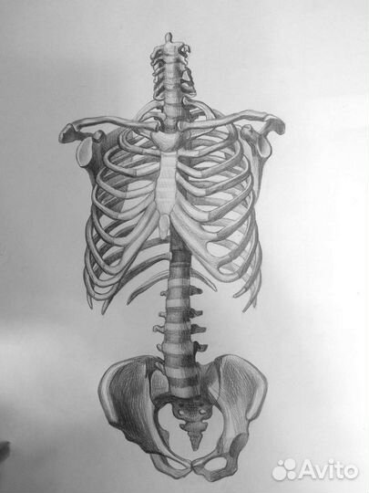 Академический рисунок и живопись на заказ