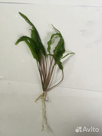 Аквариумные растения продам