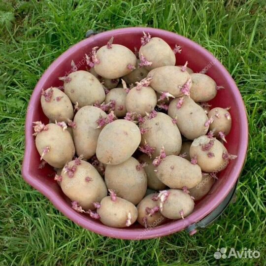 Семенной картофель