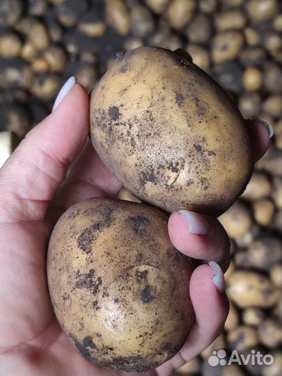 Продам картофель