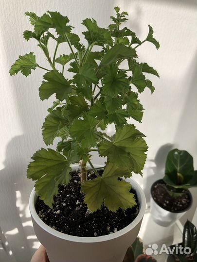 Королевская пеларгония