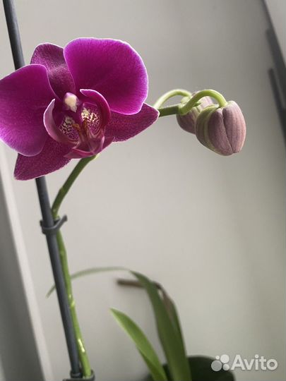 Орхидея фаленопсис