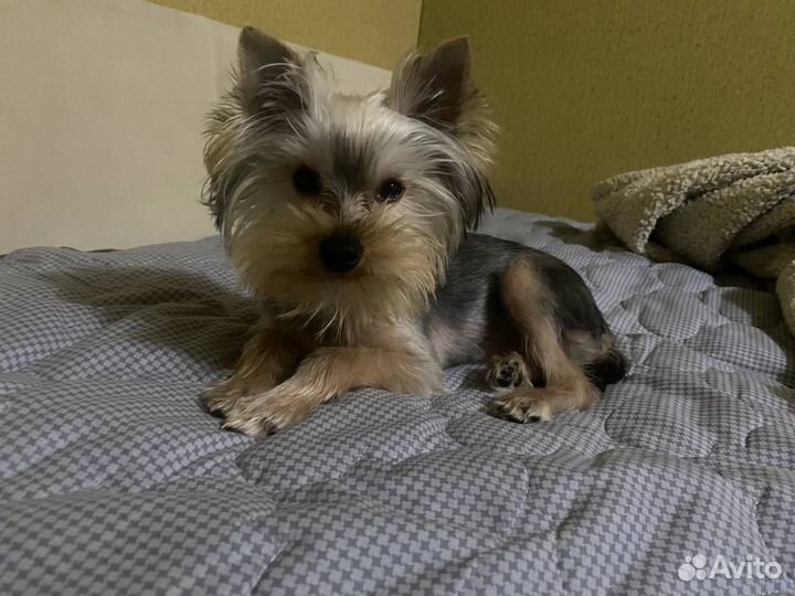 Йоркширский терьер вязка