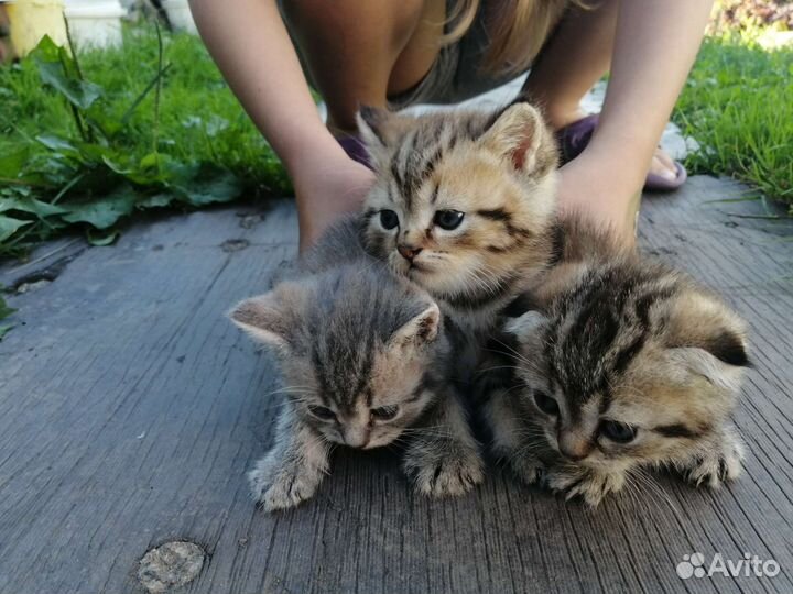 Шотландские котята