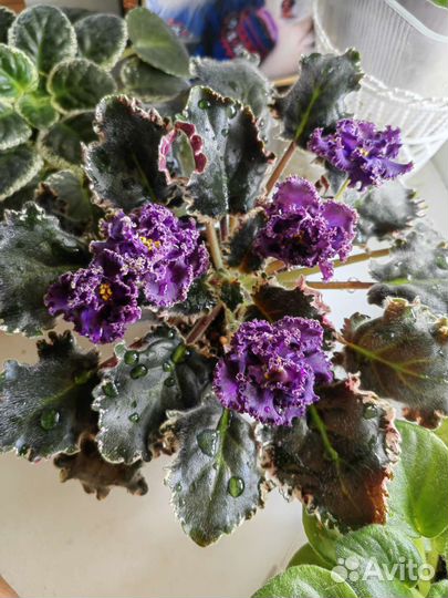 Сортовые фиалки