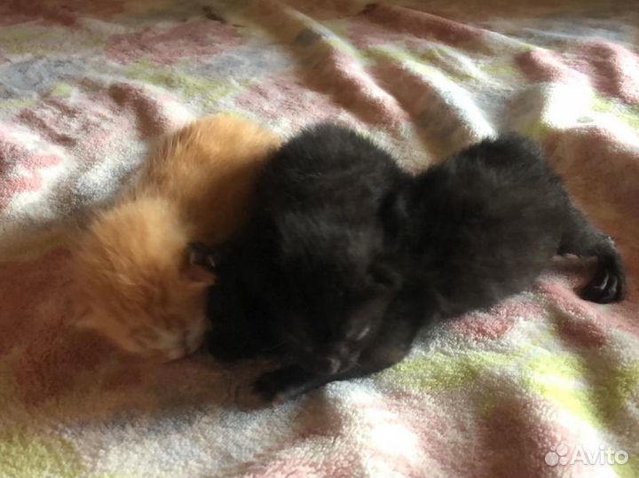 Котята в добрые руки