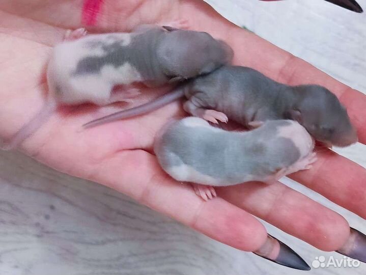 Ручные крысята дамбо хаски