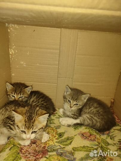 Котята в добрые руки