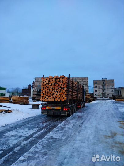 Тонкомер (Ель, Сосна)