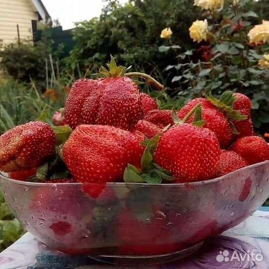 Рассада клубники (Усы)