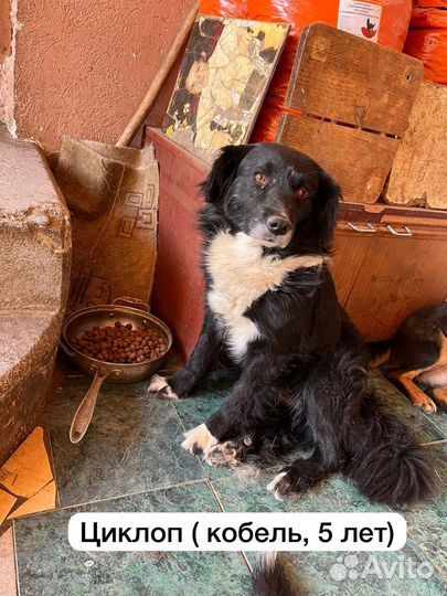 Собака в добрые руки