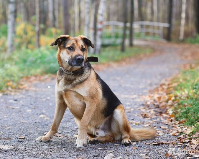 Собаки бесплатно