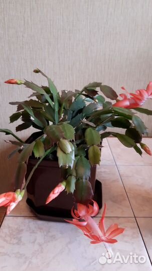 Декабрист шлюмбергера