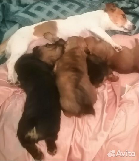 Щенки метис Джек рассела и дворняги