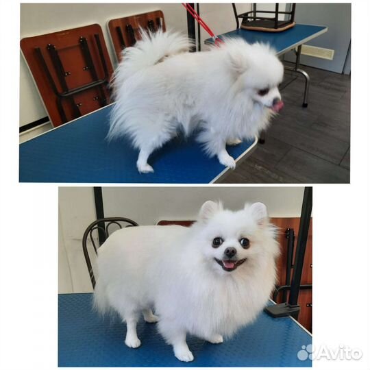 Груминг собак с выездом на дом