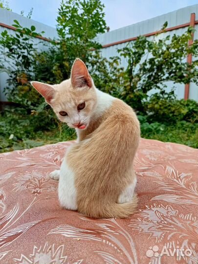 Котик в добрые руки