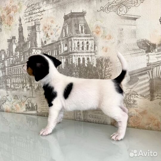 Джек рассел Девочка