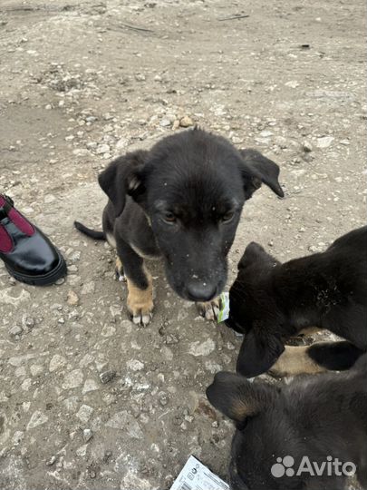 Щенки в добрые руки