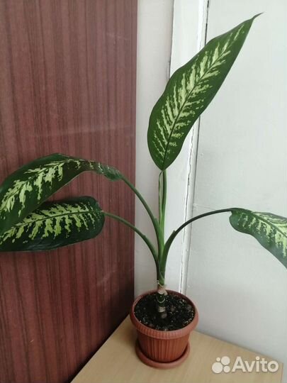 Диффенбахия