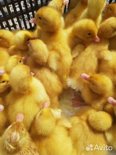 Утята бройлерные стар53, агидель. Инкуб. яйцо