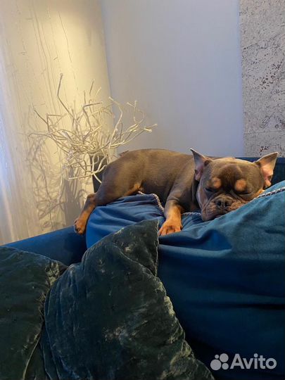 Вязка французского бульдога