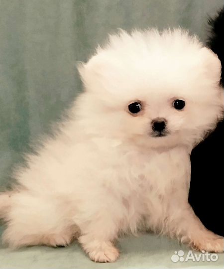 Мини девочки 3 мес