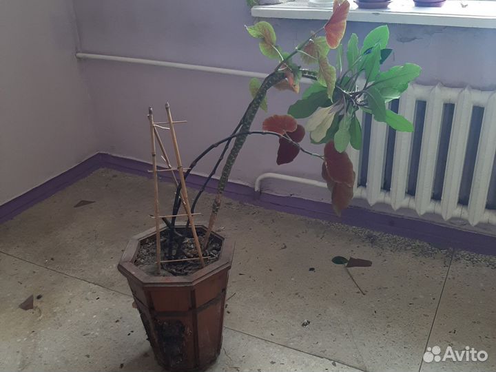 Комнатные растения цветы