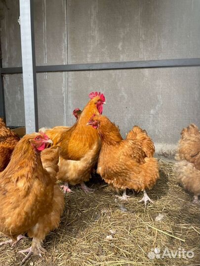 Инкубационное яйцо