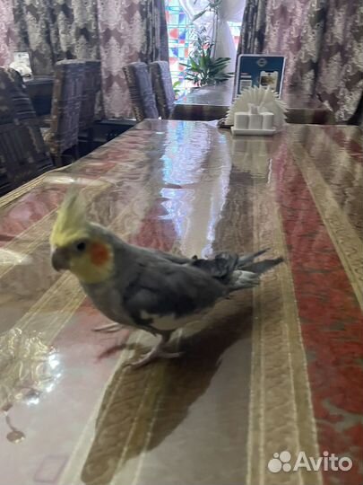 Попугай корелла