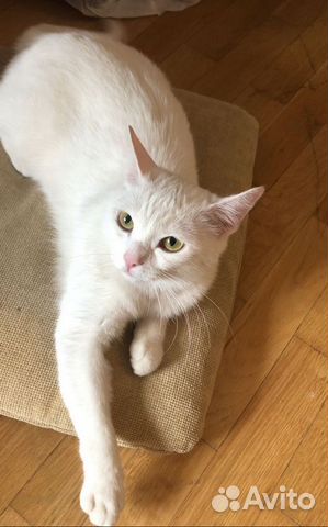 Очаровательная белая кошечка в добрые руки