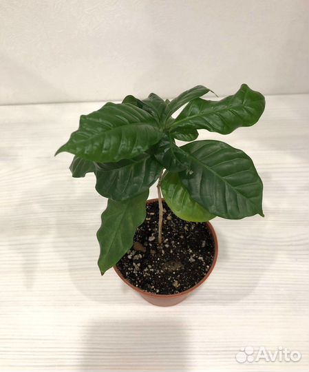 Кофе арабика