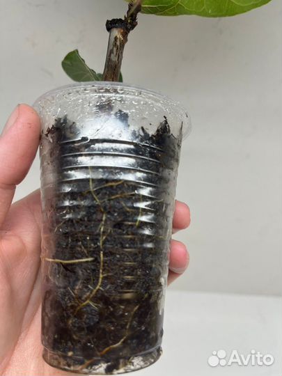 Фикус лирата