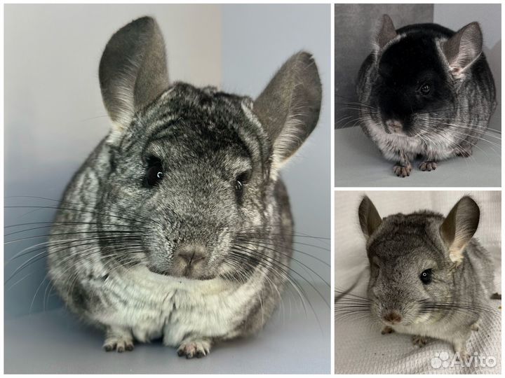 Шиншиллы