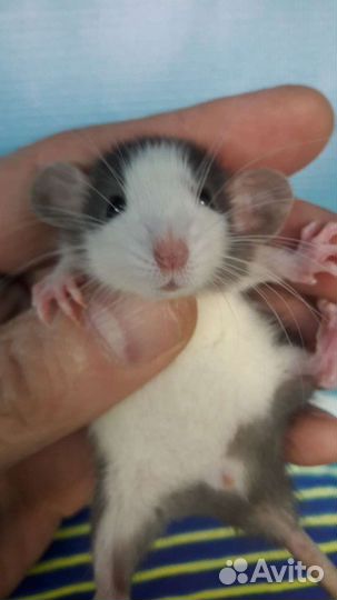 Крысы Дамбо, Хасски, Рэкс, Капюшон